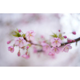 Sigma 50mm f/1.2 DG DN Art Lens (Sony E) (316965)