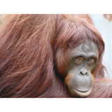 Panasonic Lumix FZ80D Digital Camera (DCFZ80DK)