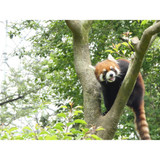 Panasonic Lumix FZ80D Digital Camera (DCFZ80DK)