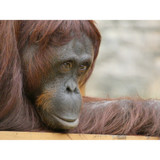 Panasonic Lumix FZ80D Digital Camera (DCFZ80DK)