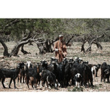 Sony ZV-E10 II Mirrorless Camera (Black) (ZVE10M2B)