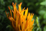 TAMRON 90mm F2.8 Di III VXD (SONY E - Mount)