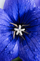 TAMRON 90mm F2.8 Di III VXD (NIKON Z - Mount)