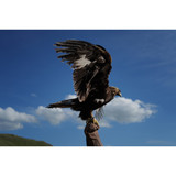 LEICA Q3 WITH APO-SUMMICRON 43 f/2 ASPH (19084)