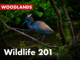 Wildlife 201 (Woodlands)