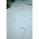 Sigma 35mm f/1.2 DG II Art Lens (L-Mount) (370969)