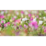 Sony FE 100-400mm f/5.6-8 OSS Lens (Sony E)