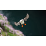 Sony FE 400mm f/4.5 GM OSS Lens (Sony E)