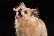 Pup Portraits Event!