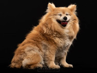 Evento: Pup Portraits