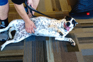 $800 Donated to Austin Humane Society!