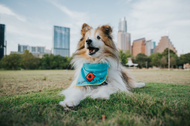 PETS AND THE CITY PHOTO CONTEST WINNERS!!!