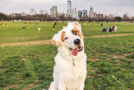 Pets and the City PHOTO CONTEST