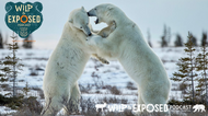 Wild and Exposed Podcast + Precision Camera & Video