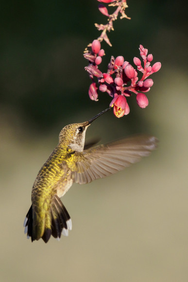 Capture the Hummingbird: West Texas Photography Excursion with Lee Hoy