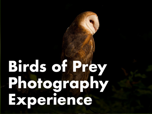 Birds of Prey Photography Experience Class