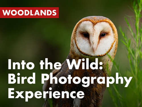 Into the Wild: Bird Photography Experience (Woodlands) 