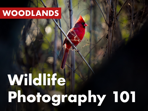 Wildlife Photography 101 with Sean Halloran (Woodlands)