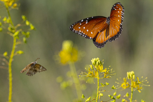 Introduction to Nature Photography (The Woodlands)