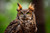 Into the Wild: Bird Photography Experience (Woodlands) 