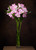 Floral Photography Artistry Class