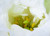 Floral Photography Artistry Class