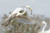 Texas Wading Bird Rookery Photography Workshop