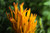 TAMRON 90mm F2.8 Di III VXD (NIKON Z - Mount)