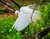 Wildlife 201 (Woodlands)