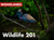 Wildlife 201 (Woodlands)