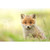 Sony FE 400mm f/4.5 GM OSS Lens (Sony E)