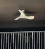 7.7 SALE: KDK Airy Bundle F40GP + F40GP 40" DC LED Ceiling Fan with Light