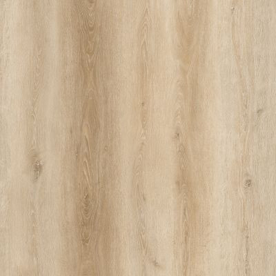 Saint Augustine Collection