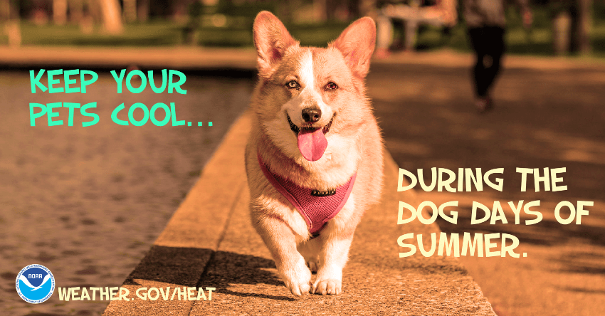 Keep Your Pets Cool During the Dog Days of Summer - Weather.gov/heat