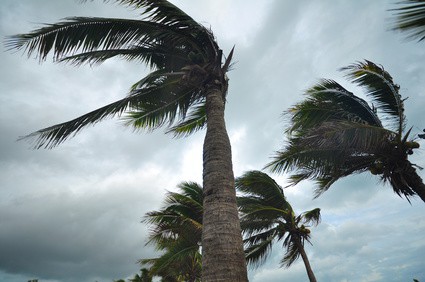 Palm Trees Bow in Tropical Storm Force Winds