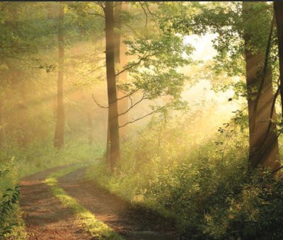 A Narrow, Seldom Used Road in the Forest with Sunlight Shining Through the Trees.