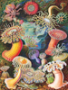 SEA ANEMONES - 1000 Pcs