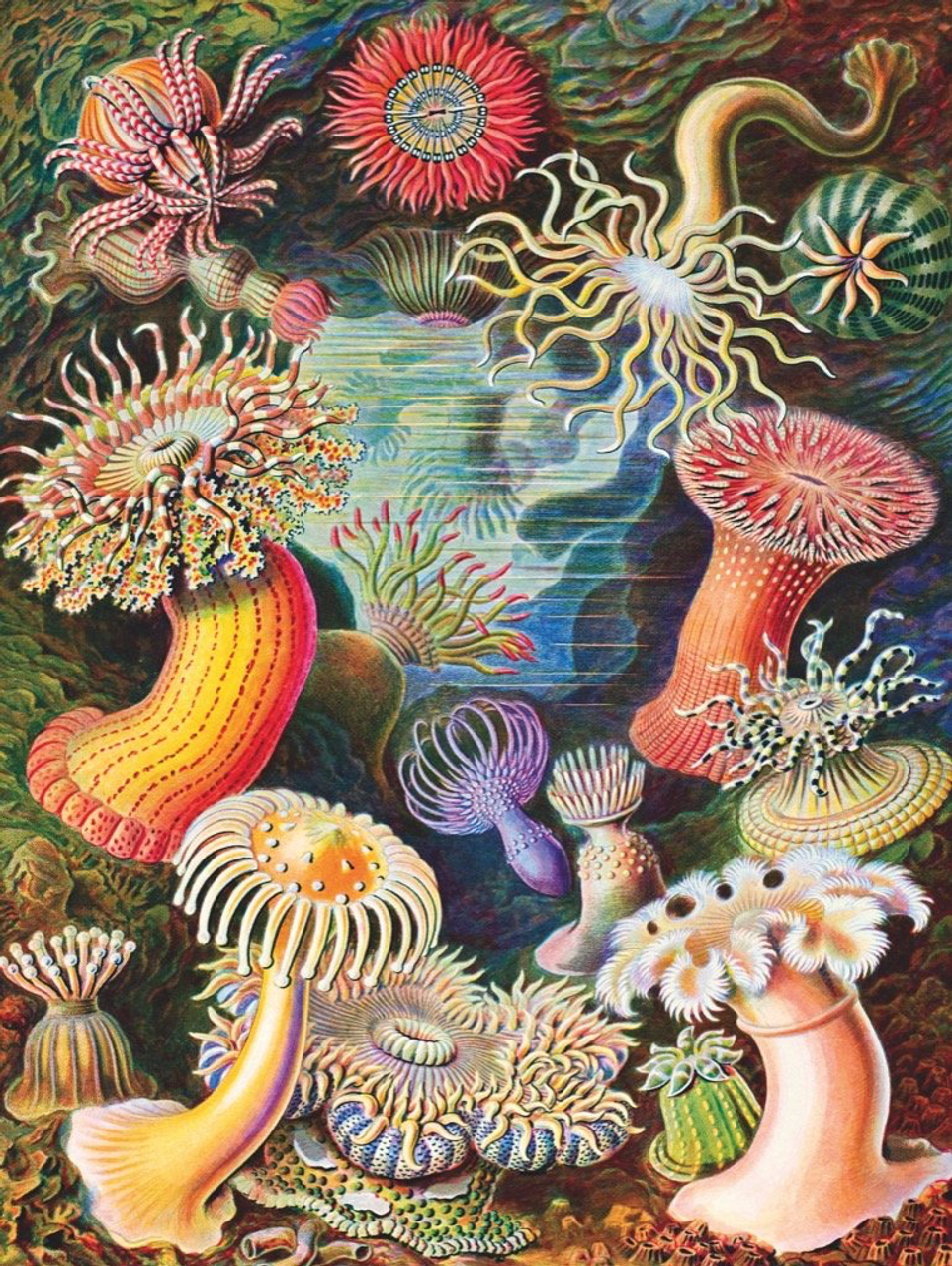 SEA ANEMONES - 1000 Pcs