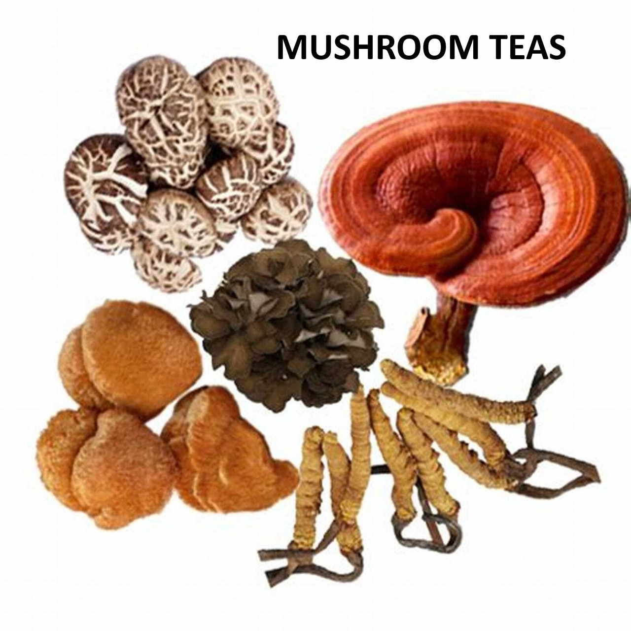MUSHROOM TEAS