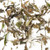 Organic Pai Mu Tan/ Bai Mu Dan (White Peony) White Loose Leaf Tea