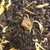 Organic Peach, Black Loose Leaf Tea