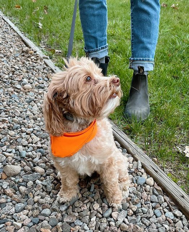 HI-VIS COLLAR BANDANA