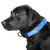 Detroit Lions Little Earth Premium Pet Collar - Blue