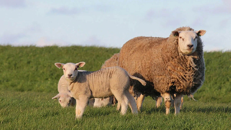 The Role of Rugged Tablets in Real-Time Monitoring