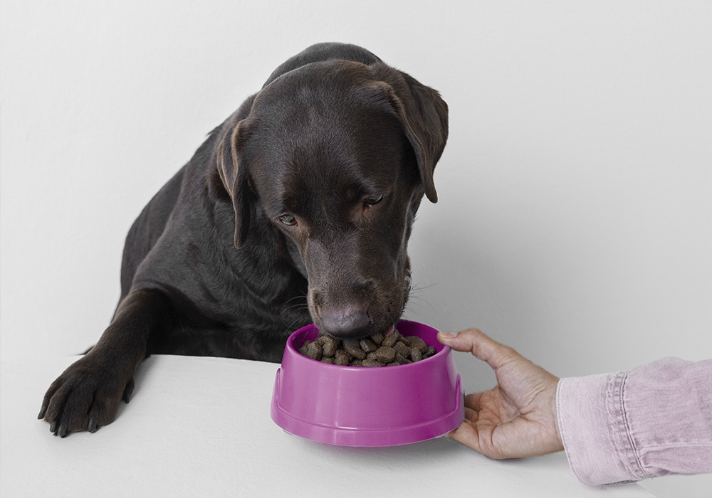Veterinaria en Farmacia Conde Duque en Olivares, Sevilla