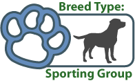 Sporting Dogs