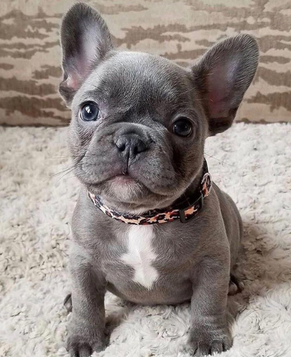 Breed Spotlight: The French Bulldog - Gator Kennels