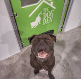 The Dog Dens Special Guest in Front of Their Custom Gator Kennels Lime Green Door The Dog Dens Special Guest in Front of Their Custom Gator Kennels Lime Green Door