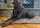 Finding the Perfect Bedding for Your Pet Finding the Perfect Bedding for Your Pet