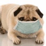 Common Kennel Diseases